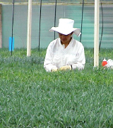 Rosas Por Mayor Miami Rosas Estados Unidos Rosas Miami
