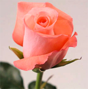 SAPHIR SALMON VIP ROSAS POR MAYOR Los Angeles California desde 1992 importa rosas y flores de Ecuador y Colombia. Solo rosas frescas y gran variedad de flores y rosas directamente desde los cultivos. Flores al por mayor en Estados Unidos a precios al por mayor para floristerias de todos los Estados Unidos y Canada, rosas rojas, rosas blancas, flores y orquideas