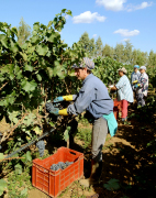 Descubre el  Gusto del vino Italiano con vinos tinto Primitivo Latias, Imperium Chardonnay, Negroamaro, Irenico Salice Salentino, Bocciolo Novello, Solice Rosato, Partemio Malvasia Bianca... Lomazzi & Sarli siembra, cosecha la uva propia en nuestro viñedos ubicados en Latiano Brindisi (Puglia) con 108 hectareas (1.080.000 m2) y mas de 5000 - 6000 plantas de uva por hectarea... Cada estacion estudiamos y seleccionamos las mejores uvas para servir a la Distribucion Mundial de Vinos de Alta Calidad