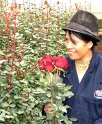 FRESH CUT ROSES direct from the farm, we will cut your roses after your Purchase Order, farm personnel will take care from cut to first packaging and delivery to your florist shop anywhere in USA and Canada... We will support your Florist Shop each season, valentine, easter, mother, summer, thanksgiving and Christmas with the most fresh flowers direct from the Farms at WHOLESALE PRICING
