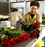 FRESH CUT ROSES direct from the farm, we will cut your roses after your Purchase Order, farm personnel will take care from cut to first packaging and delivery to your florist shop anywhere in USA and Canada... We will support your Florist Shop each season, valentine, easter, mother, summer, thanksgiving and Christmas with the most fresh flowers direct from the Farms at WHOLESALE PRICING