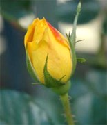 MARIE CLAIRE YELLOW ROSES Vip Yellow roses, premium long stem yellow roses to support your florist shop in USA and Canada, Aalsmeer Gold yellow roses, Golda yellow roses, Marie Claire yellow roses direct from our farms in Colombia and Ecuador, vase life 10 to 12 days... Rose Connection offers the best and most fresh yellow roses in USA, wholesale yellow roses, wholesale prices and Fedex free delivery included...